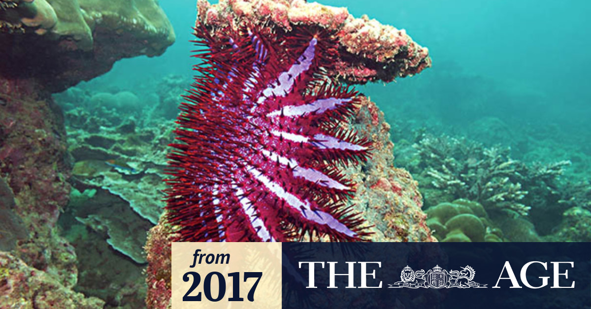 Video Love drug to save Reef